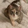robin_cat_mom